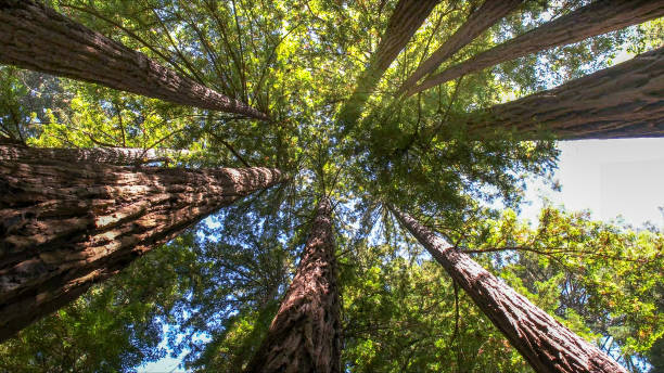 How Our Tree Care Process Works  in  Mary Esther, FL